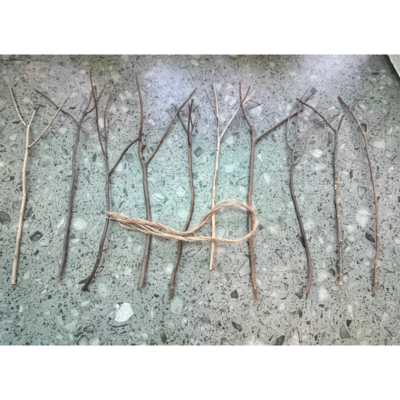 Bó 10 nhánh Củi khôdài 30-35cm