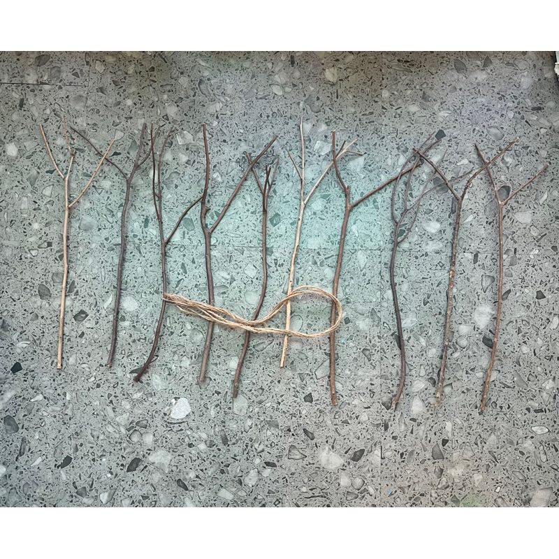 Bó 10 nhánh Củi khôdài 30-35cm