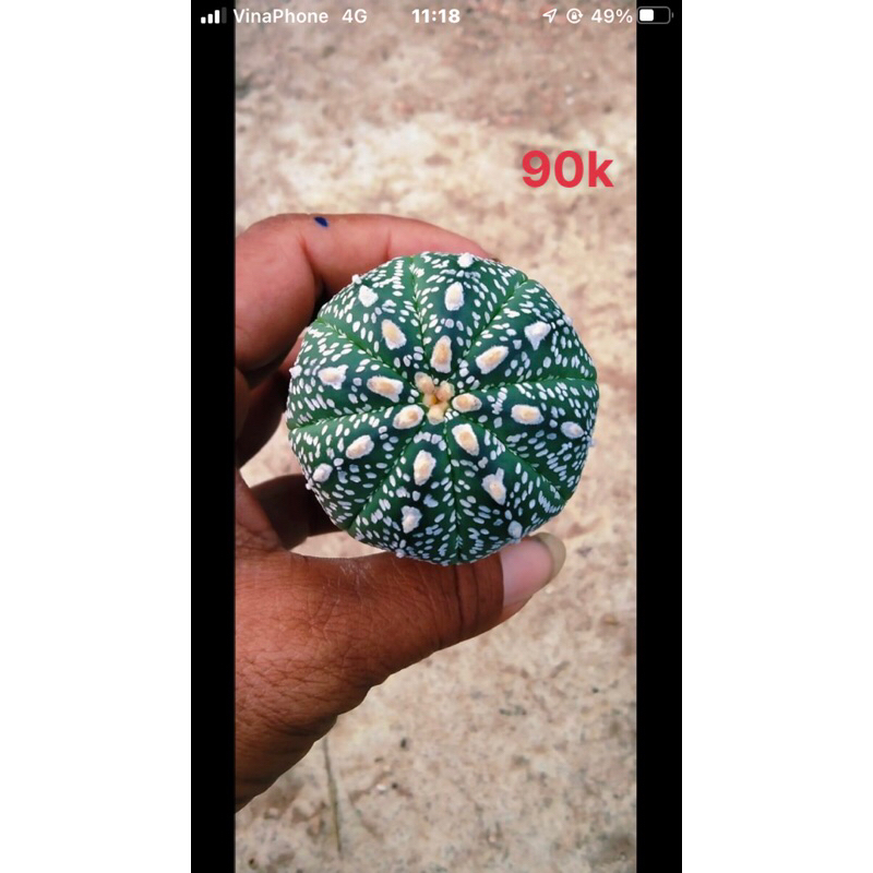 Xương rồng aster V