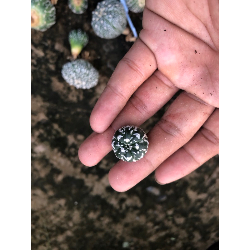 Xương rồng aster V