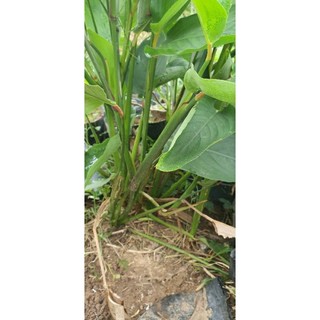 Cây giống củ bình tinh/ củ dong/mì tinh/củ bột