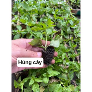 Combo 4 cây con húng cây