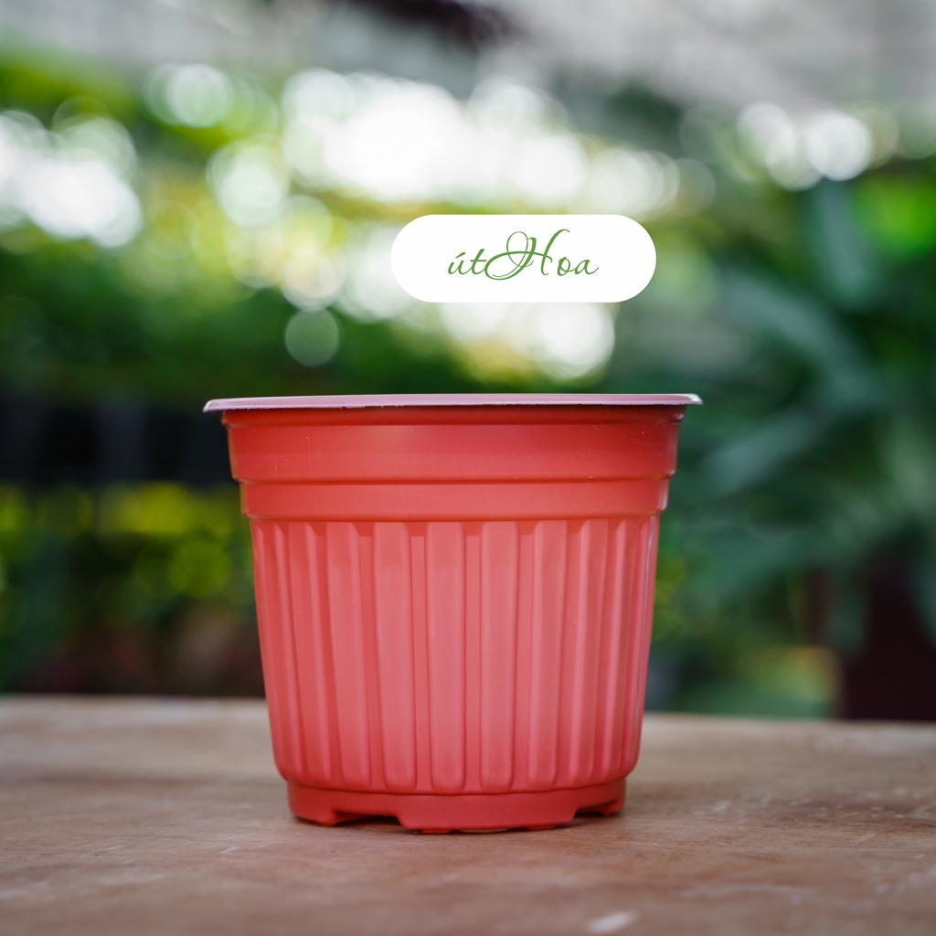 Chậu nhựa trồng hoa