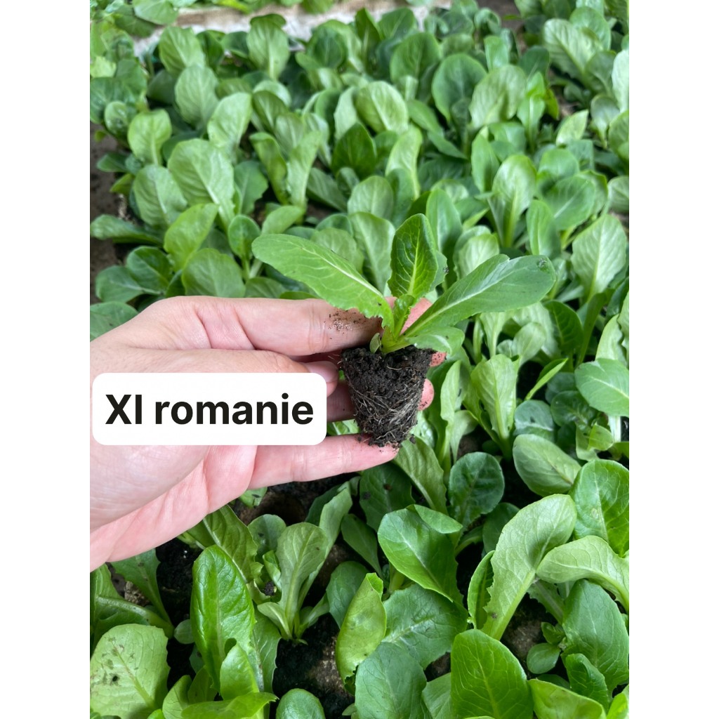 COMBO 10 CÂY CON XÀ LÁCH ROMANIE XANH