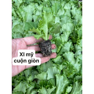 Combo 10 cây con xà lách Mỹ