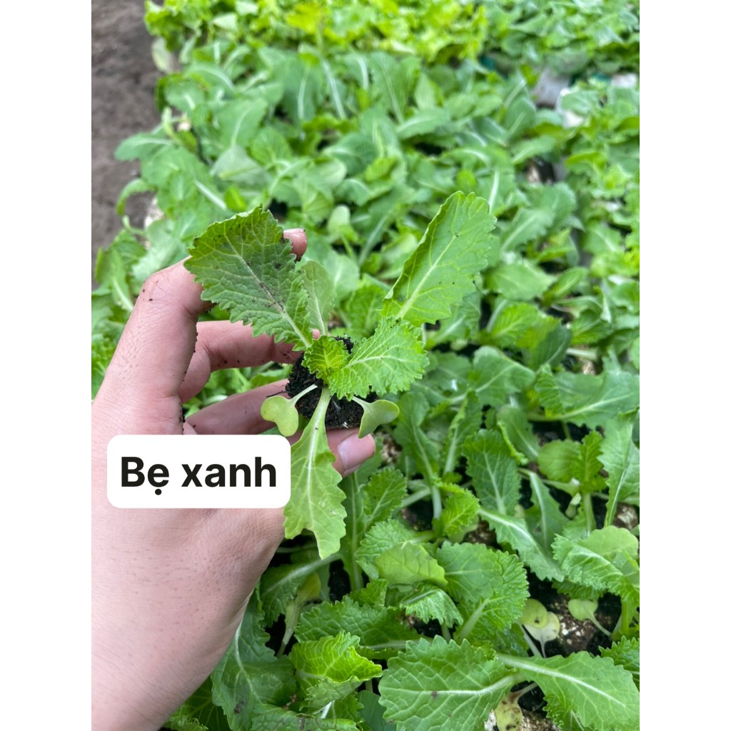 CÂY CON BẸ XANH COMBO 10 CÂY