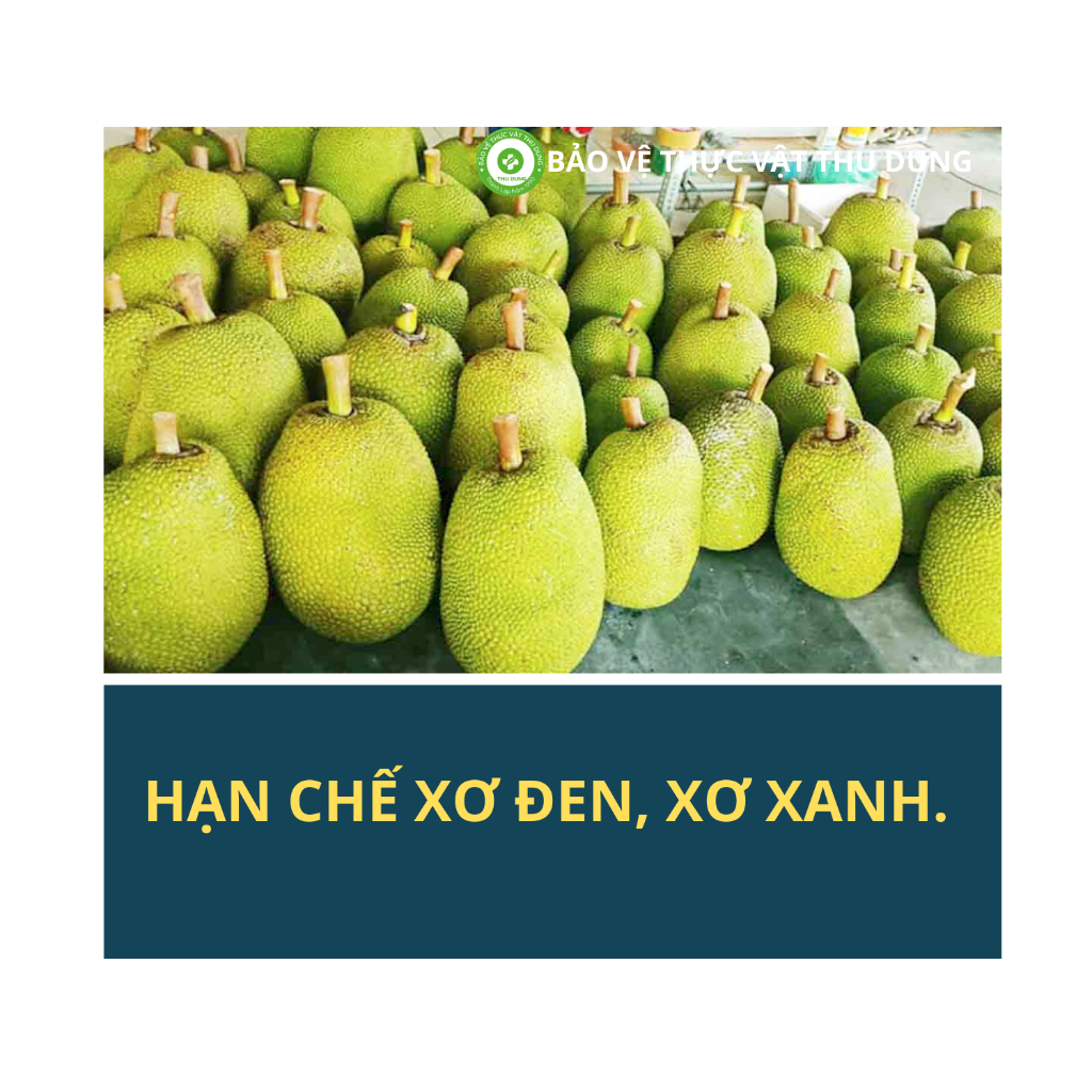 Siêu phẩm thúc trái mít lớn và đẹp, đảm bảo mỗi trái nở gai đều LỚN TRÁI MÍT 500ML