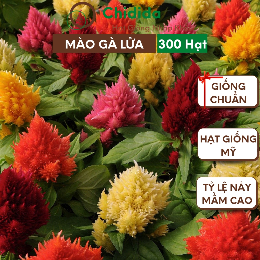 Hạt giống hoa mào gà lửa Chidida giống hoa mix màu Mỹ cao từ 20 đến 25cm gói 300 hạt