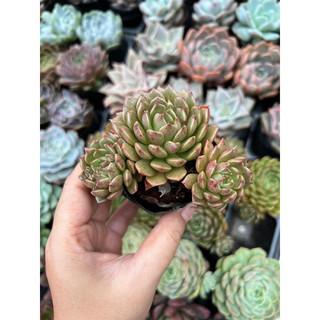 Sen đá ruby size bầu kt 5-7cm - xuất xứ đà lạt, khoẻ đẹp,lỗi 1 đổi 1