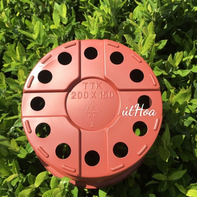 Chậu nhựa trồng hoa