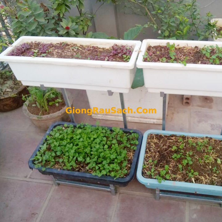 Giá đỡ khay trồng rau thông minh 2 tầng ban công chung cư sân thượng - GiongRauSach