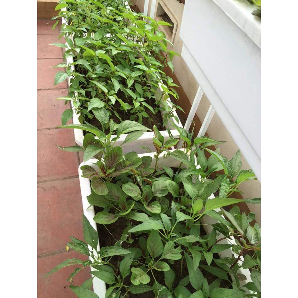 Giá đỡ khay trồng rau thông minh 2 tầng ban công chung cư sân thượng - GiongRauSach