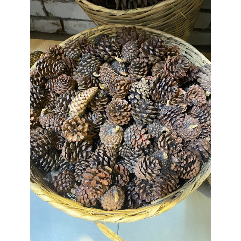 Set trái thông trang trí NOEL Giáng Sinh nhiều kích cỡ