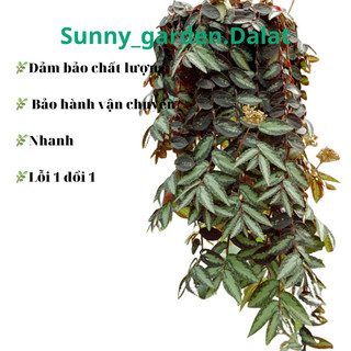 Chậu treo Pellionia Repens - Thằn lằn nhung
