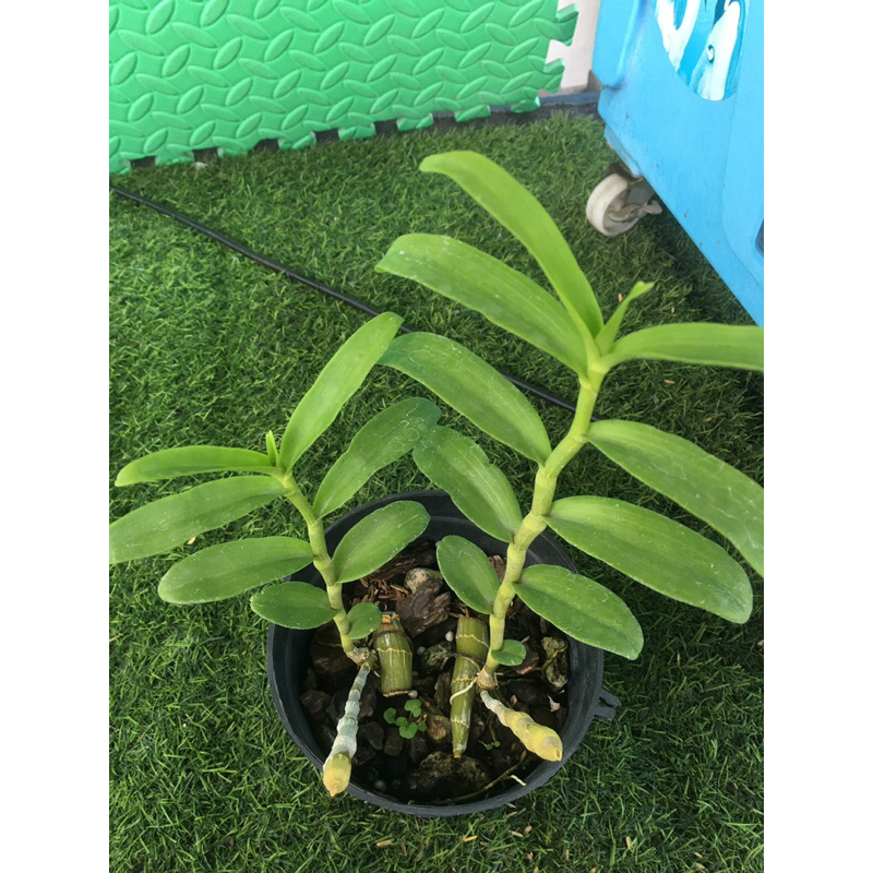 Lan phi điệp 5ct HÀ TĨNH ki trồng hai năm thuần chậu 2 ki như hình  kích thước dài từ 13-18cm