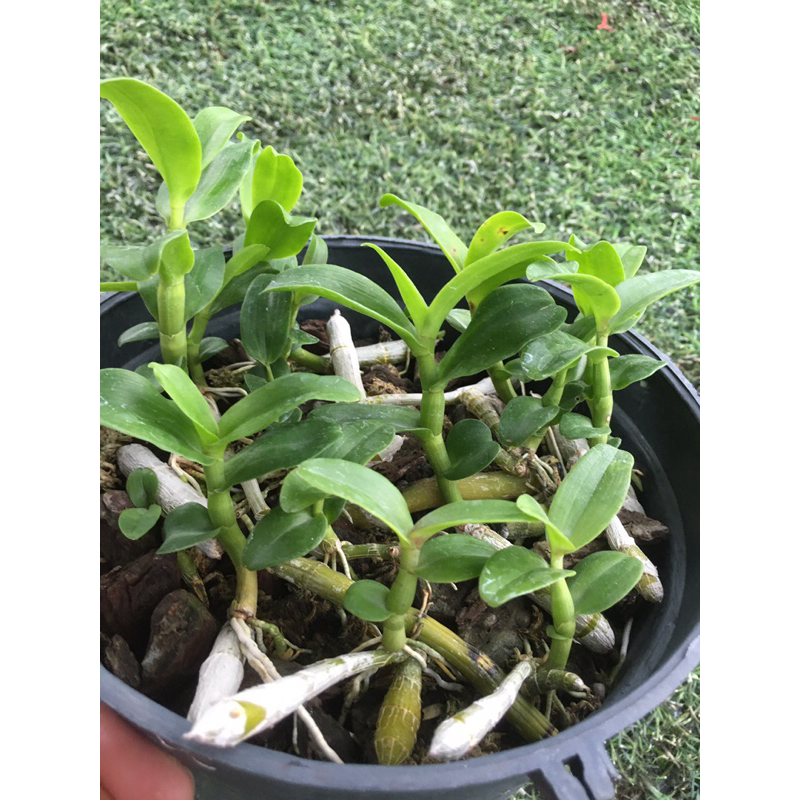 Lan phi điệp ám măt trâu lưng xanh phú thọ trồng thuần 2 năm chậu như hình từ 10-13 ki
