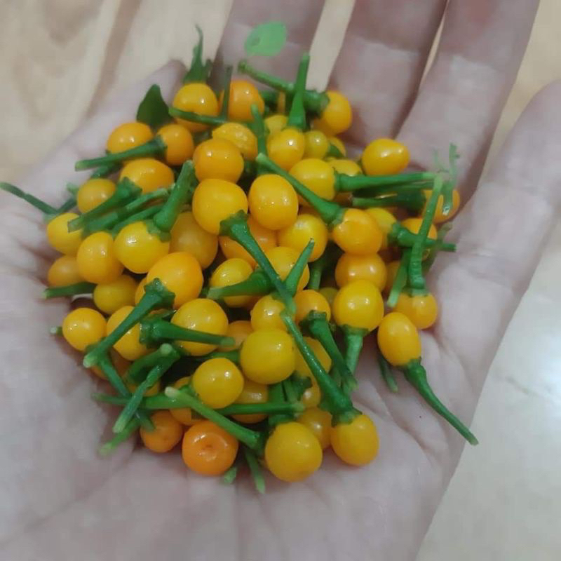 Cây ớt peru hạt tiêu đang quả siêu cayy (ảnh thật).