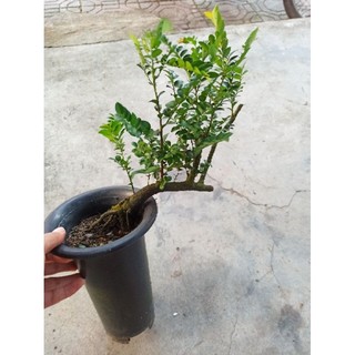tùng đen quảng ninh