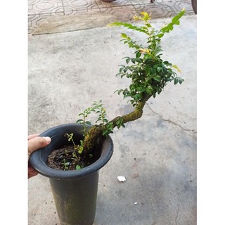 tùng đen quảng ninh