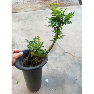 tùng đen quảng ninh
