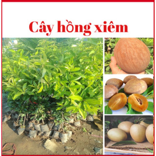 Cây giống hồng xiêm Xuân Đỉnh - caygiong-f1