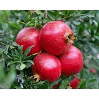 cây giông lựu đỏ cây săn hoa