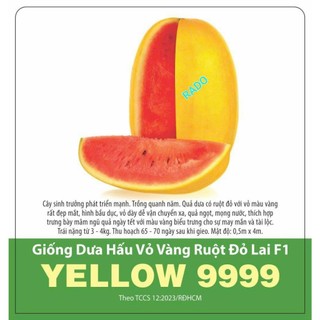 Hạt giống dưa hấu vỏ vàng ruột đỏ lai f1 yellow 9999, gói 5 hạt.