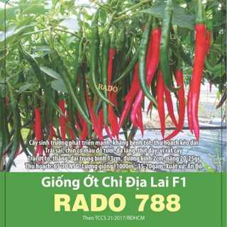 Hạt giống ớt chỉ địa lai f1 rd788, đóng gói 0.1gr, khoảng 20 hạt.