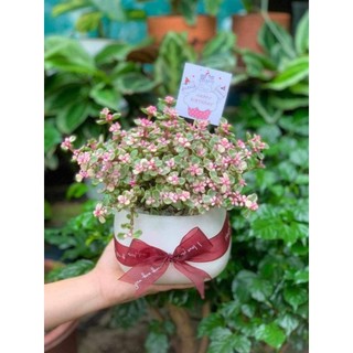 Sen đô la ngọc bích chưa có chậu, thêm chậu 30-50k tuỳ loại