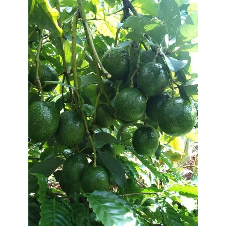 Bơ booth chín sẵn  béo ngậy ,dẻo ngon, sáp, không sơ -1kg