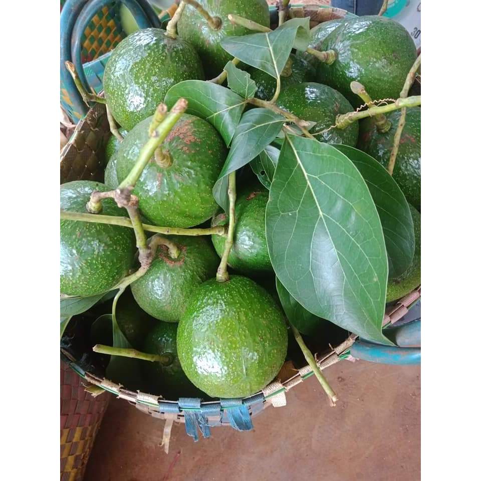 Bơ booth da nám dẻo ngon    -1kg
