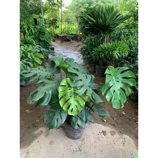 Trầu bà nam mỹ, cây monstera ảnh thật cao hơn 1m