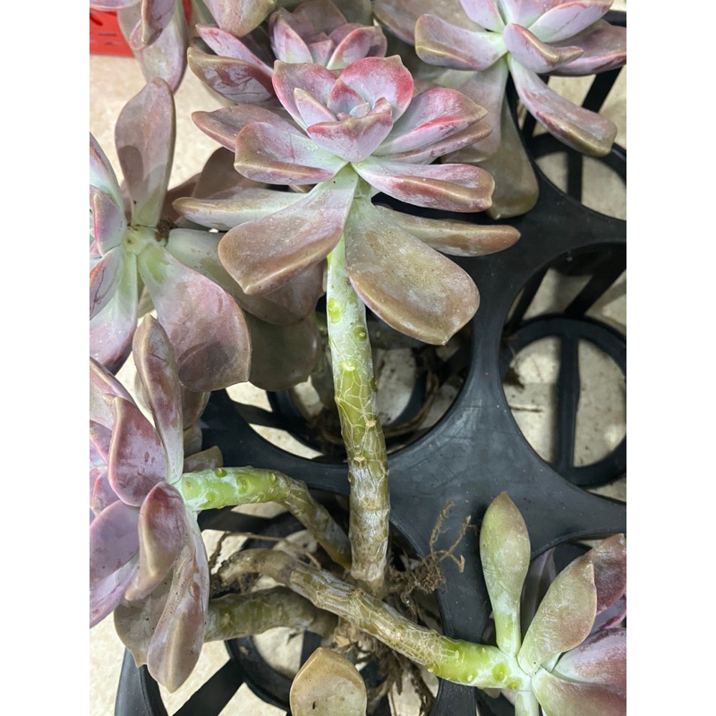 Sen đá Hồng mập thân thụ size to