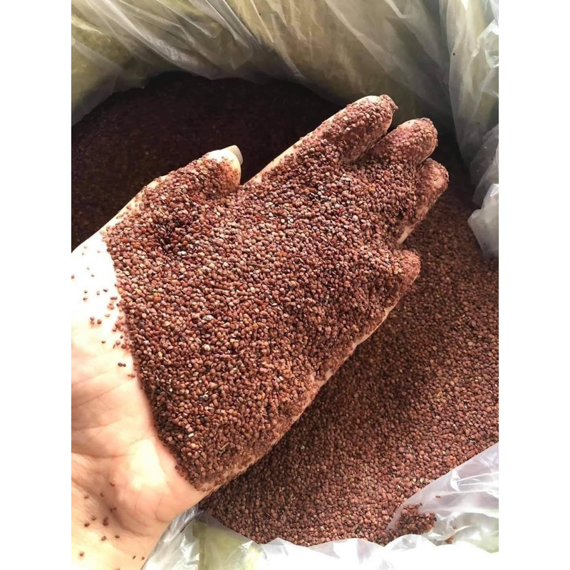 Bịch 100 gam Ngũ hoa hạt nguyên chất làm mặt nạ ngừa mụn sáng da - hạt ngũ hoa, hạt đình lịch dùng trong spa