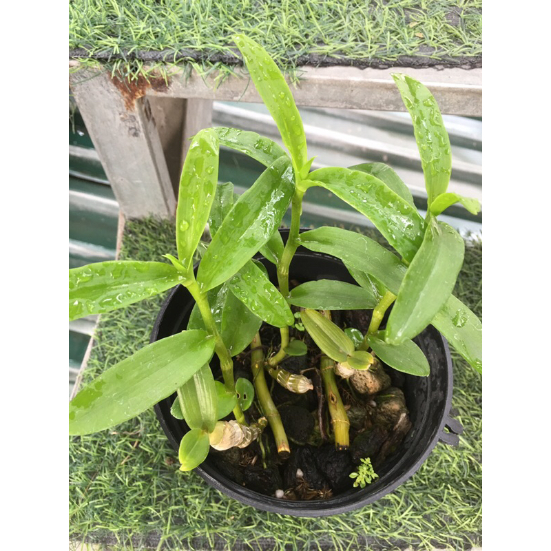Lan phi điệp năm cánh trắng hà tĩnh ki giống năm 2 chậu 4-5 ki như hình khoẻ mạnh dài từ 5-10cm