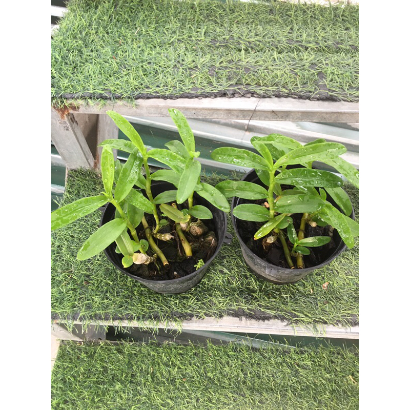 Lan phi điệp năm cánh trắng hà tĩnh ki giống năm 2 chậu 4-5 ki như hình khoẻ mạnh dài từ 5-10cm