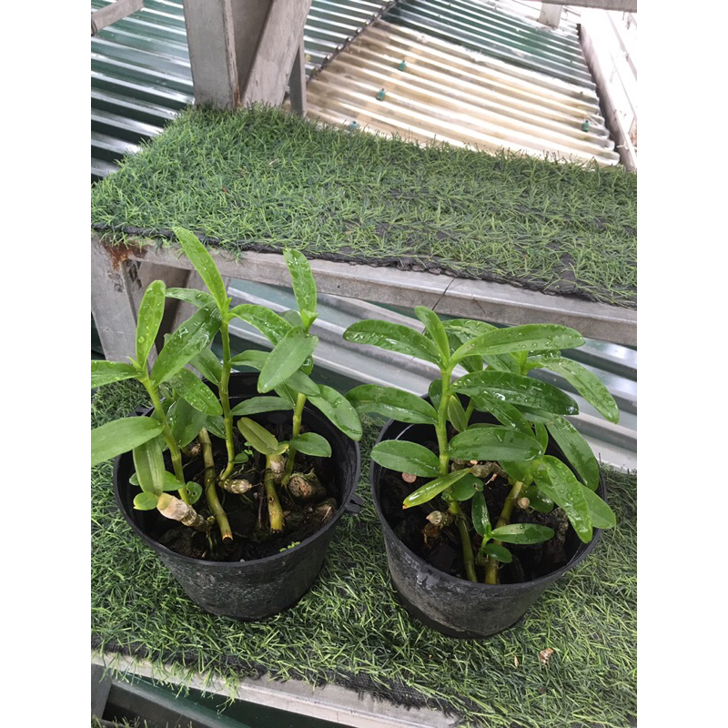Lan phi điệp năm cánh trắng hà tĩnh ki giống năm 2 chậu 4-5 ki như hình khoẻ mạnh dài từ 5-10cm