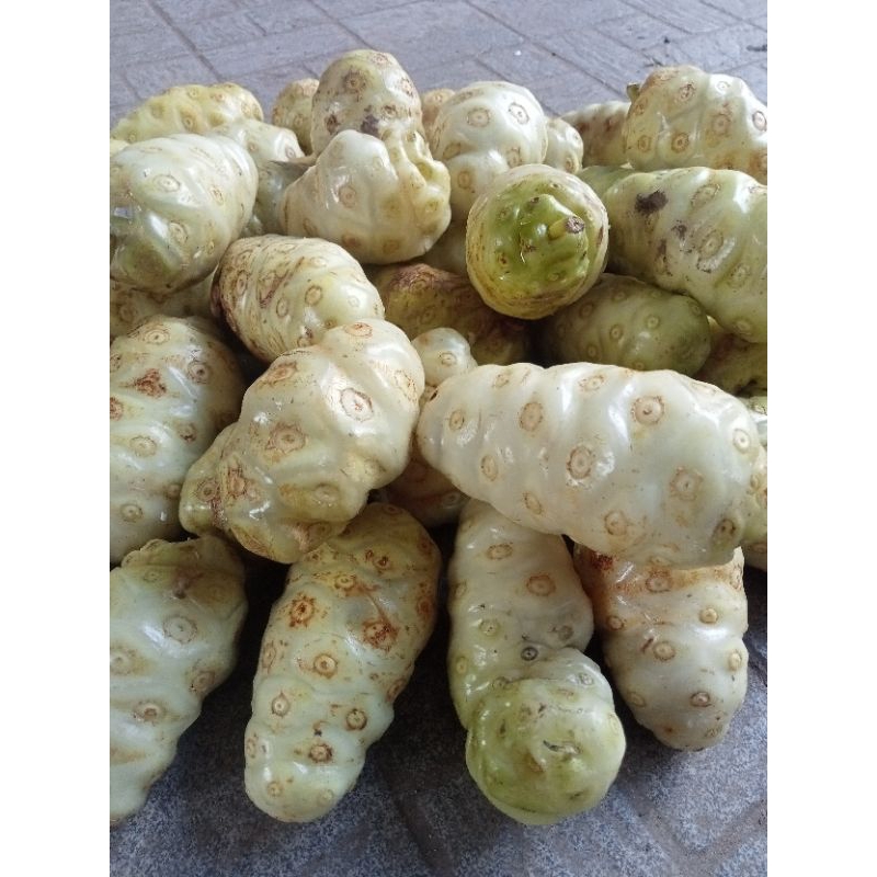 3kg Trái Nhàu trái nhào quả nhàu quả nhào