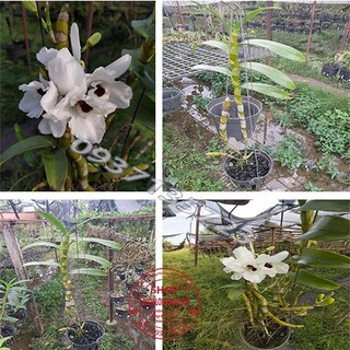 Cây lan dendro xuân màu trắng