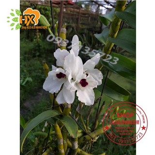 cây lan dendro xuân màu trắng [ cây trưởng thành]