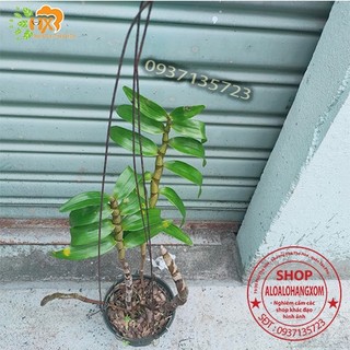 cây lan dendro xuân màu trắng [ cây trưởng thành]