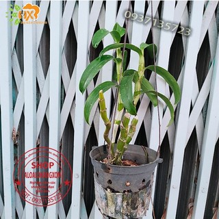 cây lan dendro xuân màu trắng [ cây trưởng thành]