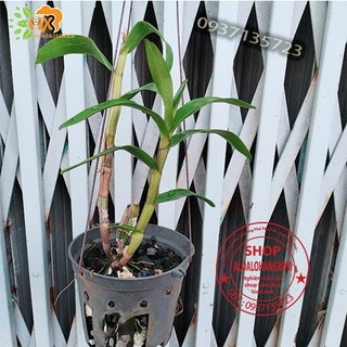 cây lan dendro xuân màu trắng [ cây trưởng thành]