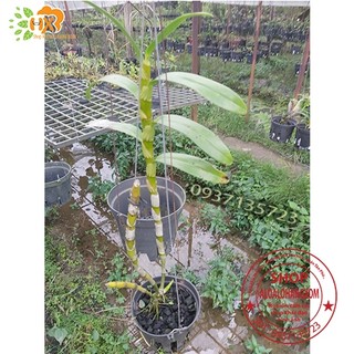 cây lan dendro xuân màu trắng [ cây trưởng thành]