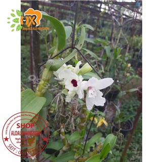 cây lan dendro xuân màu trắng [ cây trưởng thành]
