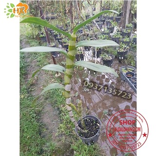 cây lan dendro xuân màu trắng [ cây trưởng thành]