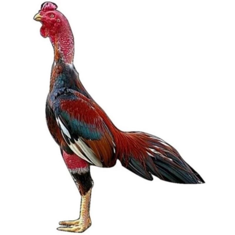 Gà thú bông 3D tập lực