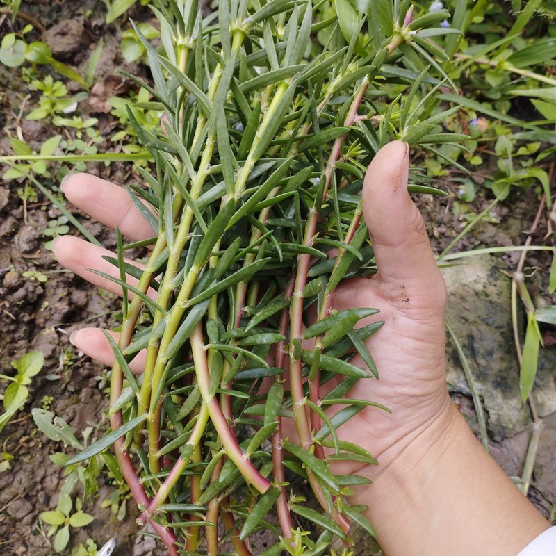 30 cành hoa mười giờ màu cam nhạt sọc