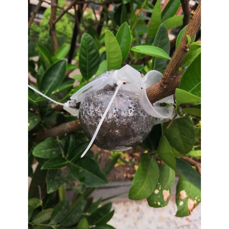 Bầu chiết cành -8cm trong suốt