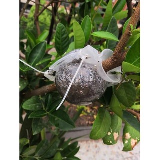 Bầu chiết cành -8cm trong suốt